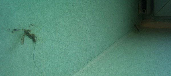 Un usuario de los servicios de pediatría de la Comunidad de Madrid envió estas fotos hasta nuestra Redacción en las que se aprecian numerosos mosquitos, algunos de ellos aplastados y pegados a las paredes hace semanas.