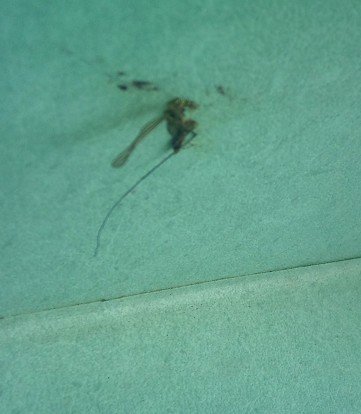 Se extiende la falta de mantenimiento e higiene en algunos hospitales madrileños