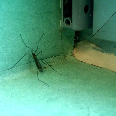 Los mosquitos invaden las salas de los servicios de pediatría del Hospital de San Lorenzo de El Escorial (Madrid)