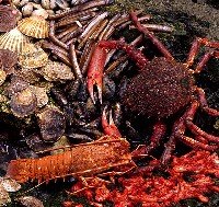 Medio siglo de la Festa do Marisco de O Grove