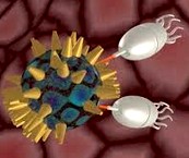 PharmaMar inicia un ensayo de fase I con Aplidin® en combinación con bortezomib y dexametasona en pacientes con mieloma