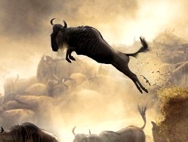 Los políticos nos hacen ir como cabestros o ñúes cruzando un proceloso océano.