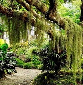 Cuba quiere relanzar el desarrollo sostenible de los bosques