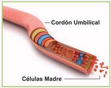 Secuvita culmina su integración en Vita 34, primer banco europeo privado de sangre de cordón umbilical