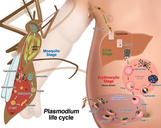 El tratamiento contra la malaria de Novartis Coartem® 80/480 mg recibe la preaceptación de la OMS