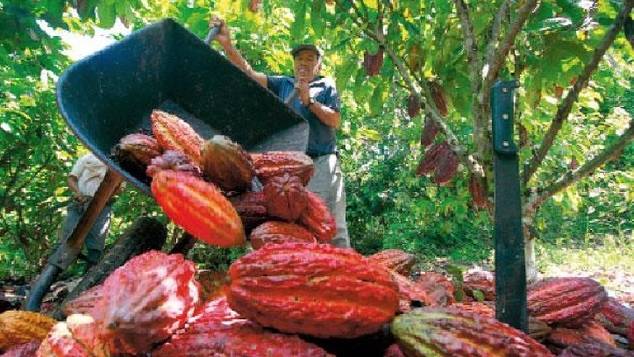 La exportación peruana de cacao registra un crecimiento de 10%