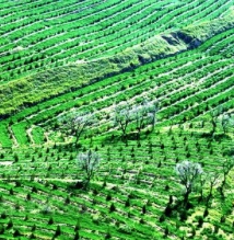 China impulsa una gran inversión a la reforestación