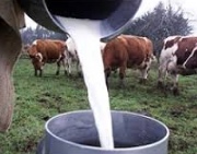 España podría llagar a copiar el modelo francés en los precios mínimos de la leche