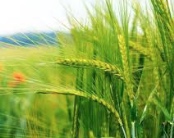 El sector agroalimentario se consolida como la primera industria española