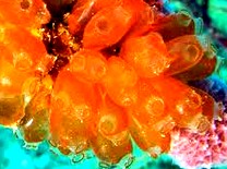 El Comité japonés de Asuntos Farmacéuticos recomienda la aprobación de YONDELIS® en Japón