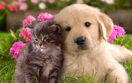 El 82% de los dueños de mascotas son más felices gracias a ellas