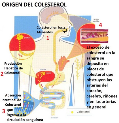La gran ayuda de Nivelcol para el control de colesterol