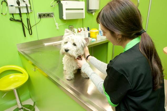 El Corte Inglés abre en el centro de Princesa su primera tienda integral para mascotas Fred&Rita