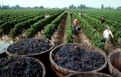 Análisis del sector vitivinícola a nivel mundial