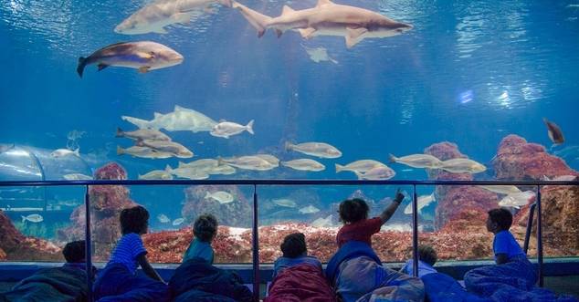 Atrápalo y L’Aquàrium juntos en el Plan Familiar de dormir con tiburones