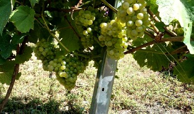 S&Q Communication, nueva responsable de comunicación de Bodegas Vitheras