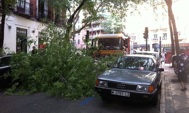 La calle Altamirano de Madrid quedó cortada por la caída de un árbol sin podar.