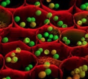 Científicos chinos descubren una molécula que puede reparar órganos