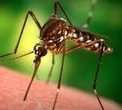 Desarrollan una trampa con olor humano contra mosquito de la malaria