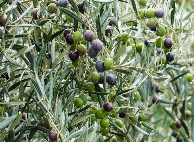 Túnez, la primera potencia no europea en producir aceite de oliva