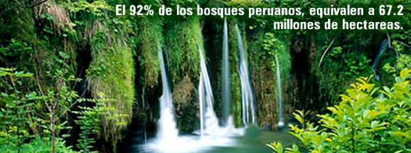 CaixaBank apoya un proyecto de reforestación en Perú