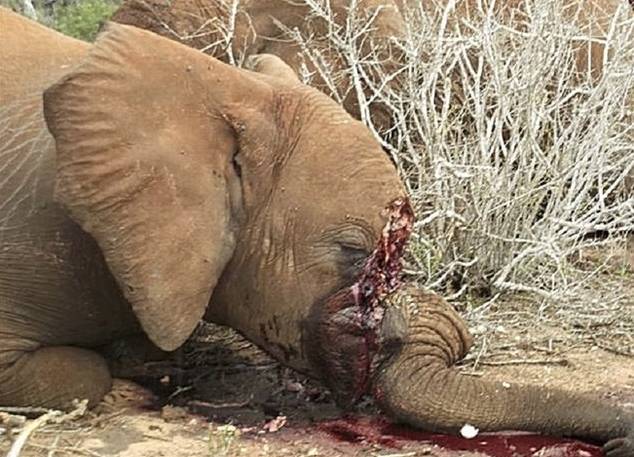 Para efectuar unas simples piezas de marfil es necesario ejecutar a un elefante y abandonar su cuerpo mutilado.