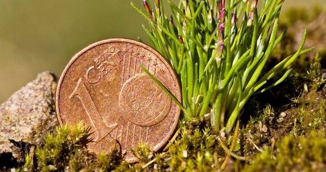 Los bancos también se visten de verde