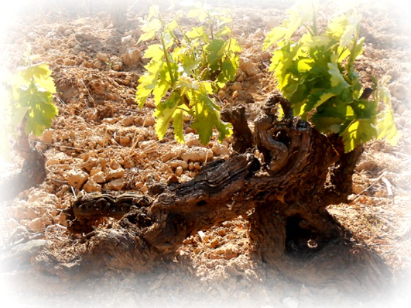 Garnacha Centenaria 2016, el vino más especial de Bodegas Cartema