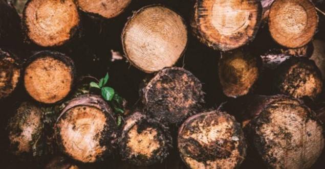 Las subastas de madera en España generan más 17 millones de euros