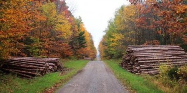 Las subastas de madera suponen más de 100 millones de euros para la economía española en 2017