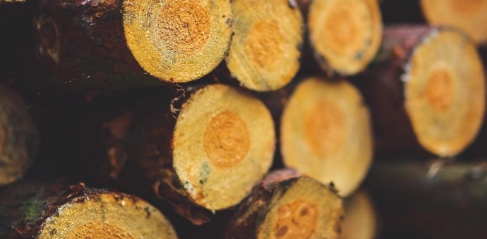 Las subastas de madera generan 32 millones de euros en España