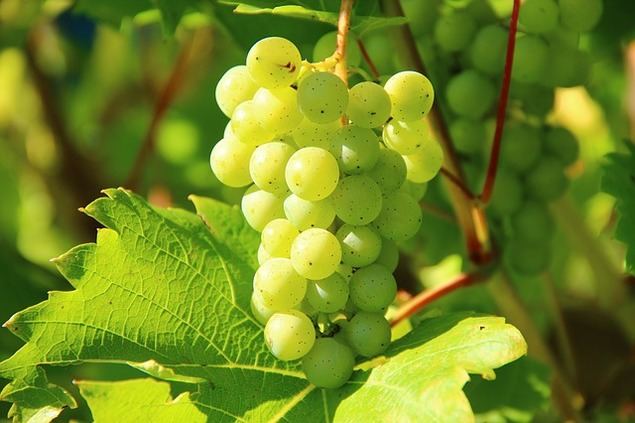 Nuevo emprendimiento en Levante: los vinos de producción propia