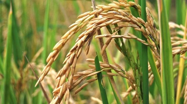 Científicos chinos descubren el gen que ayuda a adaptación de arroz a clima frío