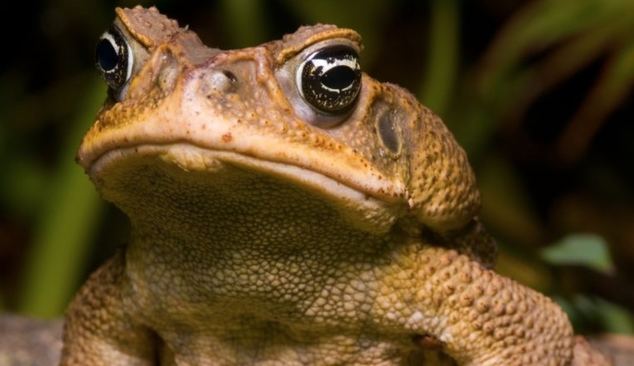 Hallan una sustancia en la piel de sapo que ayuda a la cicatrización
