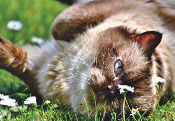 Gatos que valen una fortuna