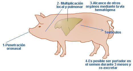 Alerta mundial por la expansión de la peste porcina en China
