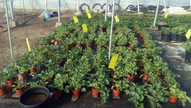 Labin Fertisil, el último producto de silicio avalado por la Universidad de Almería