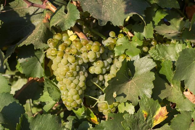 Las primeras variedades recogidas en la vendimia de la DO La Mancha confirman una altísima calidad