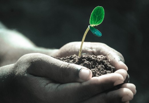 Los Grow shop online y su nuevo modelo de negocio