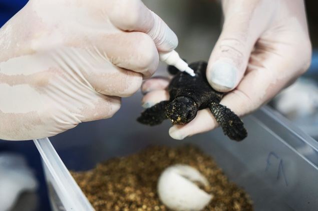 Nacen en la Fundación Oceanogràfic las primeras nueve tortugas del nido de Castellón