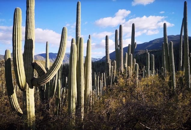 Bajo el paraguas de la UNESCO: Ciudad de Puebla y Zapotitlán