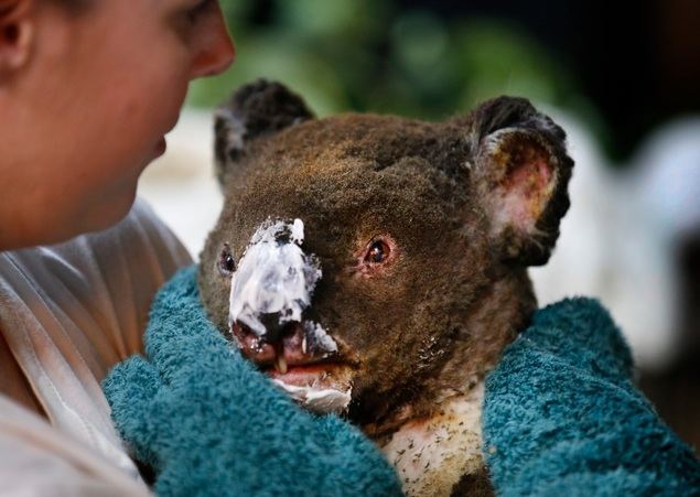 Revolut se alía con Cruz Roja y WWF en una iniciativa ante los incendios en Australia