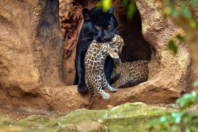 Loro Parque celebra el nacimiento de los mellizos de jaguar (Autor: Loro Parque).