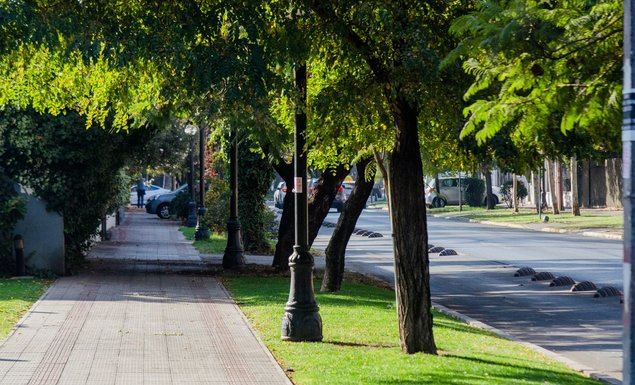 Reforestación urbana