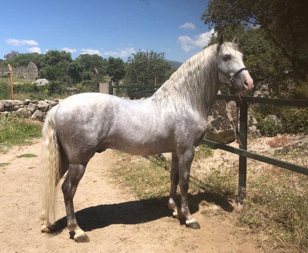 El valor de un caballo también está en su ADN: convenio entre Genyca y la UCM para lanzar una nueva línea genética veterinaria