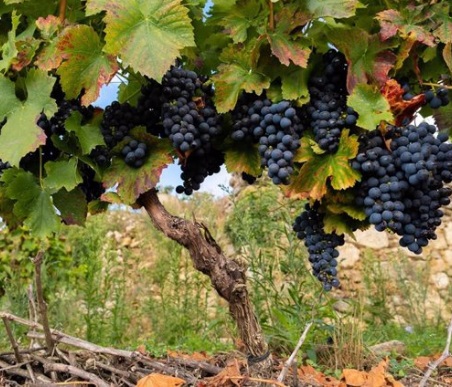 La FEV celebra la modificación del Decreto de ayudas extraordinarias a la solvencia por la Covid y pide a las comunidades que incluyan a las bodegas