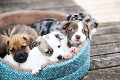 Tienda Cachorro: Aumento en el número de adopciones y personas interesadas en comprar perro en Madrid durante pandemia | EL MUNDO FINANCIERO