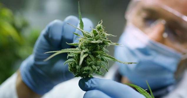 Spirit Natura ofrece cannabis (CBD) ecológico y proyecto medioambiental
