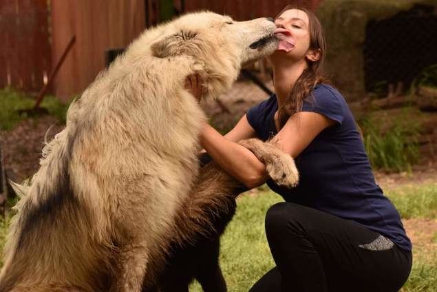 Wolves Legacy pienso. ¿Cuál es su historia?
