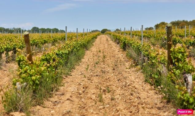 Bodegas Barcolobo: deliciosos vinos fruto del trabajo bien hecho